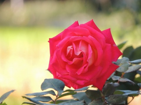 バラの花