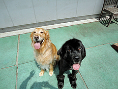 DSC00220 a