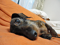 DSC00169 a