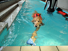 DSC00232 a