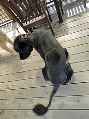 DSC00221 a