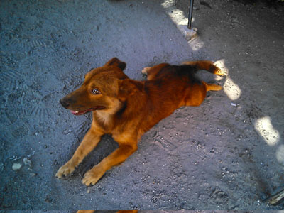 blog-image-angeles-dog