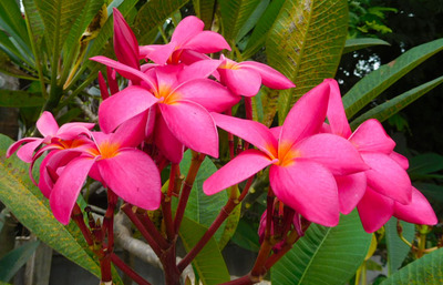 blog-image-Chiangmai-flowers