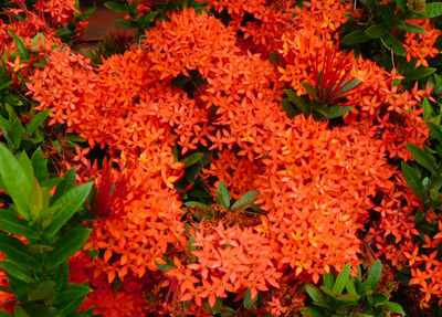 blog-image-Chiangmai-red-flowers