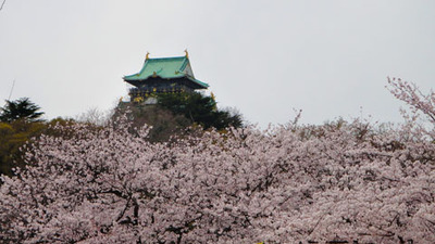blog-image-osaka-castle-cherry-blossoms