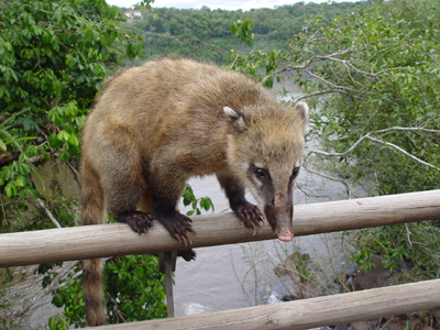アナグマの一種