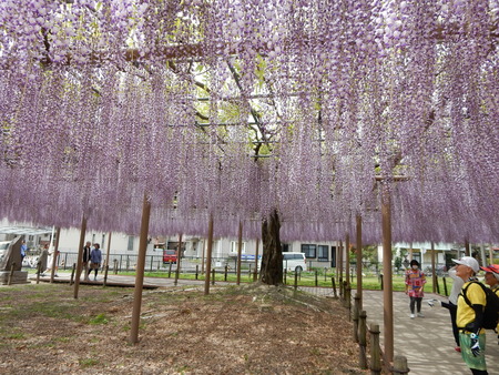 ふじ