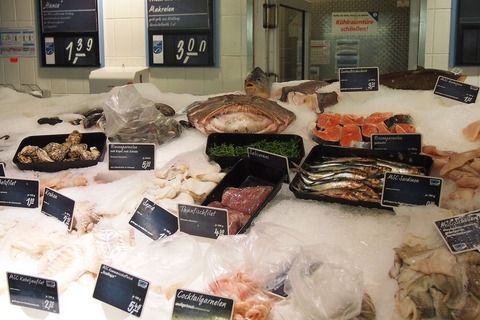 fish-704811_1280 (1)