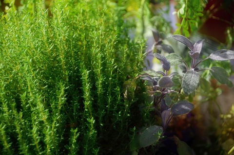 plant-3767536_1280 (1)