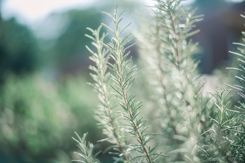 rosemary-1688750_1920 (1)