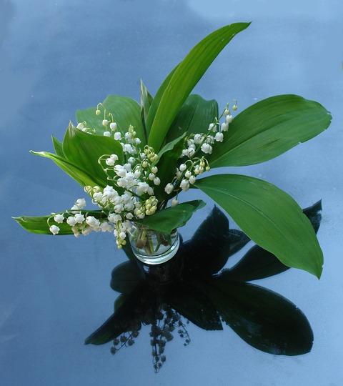 lily-of-the-valley-2012817_1920 (1)