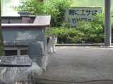 ¤Á¤é cat