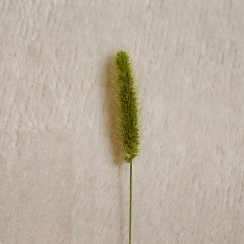 FullSizeRender