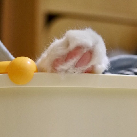 FullSizeRender