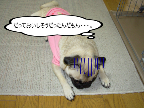 2009 11 19_3076.JPG