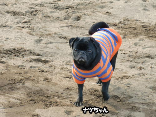 ナツちゃんのコピー