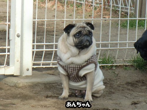あんちゃんのコピー