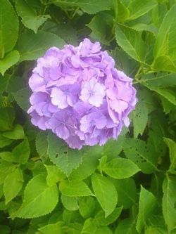 我が家のアジサイ