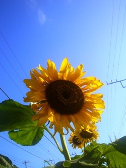 夏はもうすぐ