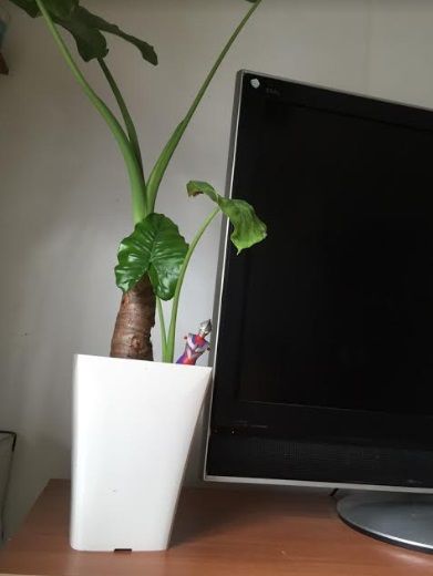 クワズイモ