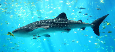 1280px-Whale_shark_Georgia_aquarium