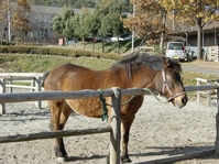 馬