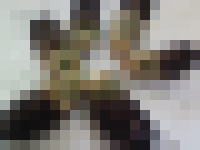 a1
