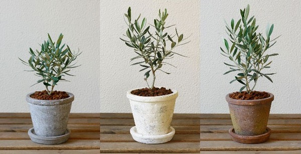 olive_agb_trio_b