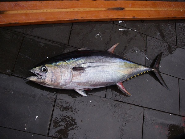 1200px-Fish4499_-_Flickr_-_NOAA_Photo_Library