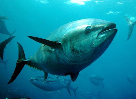 maguro-watch_img01