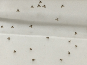チョウバエの駆除方法-300x224
