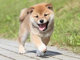 【衝撃】犬の成長を同じ格好で「自撮り」し続けた男性が話題にwwwwwwwwwwwwwwww(画像あり)