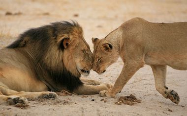 m_Cecil-and-lioness_3390402b