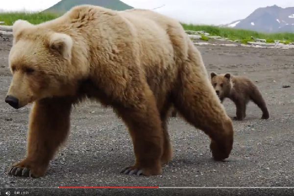 sirabee0411bears
