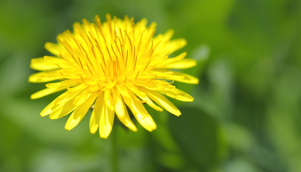 dandelion