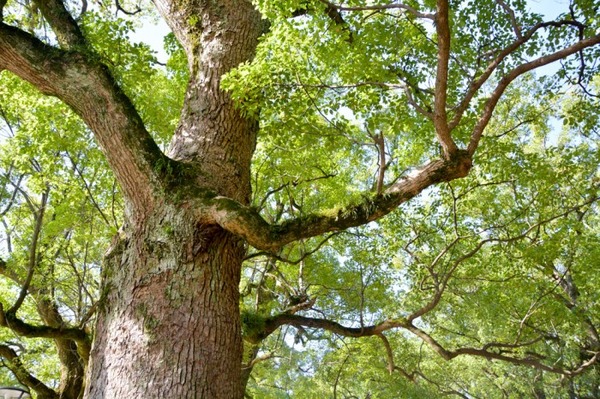 DSC_3150-700x466