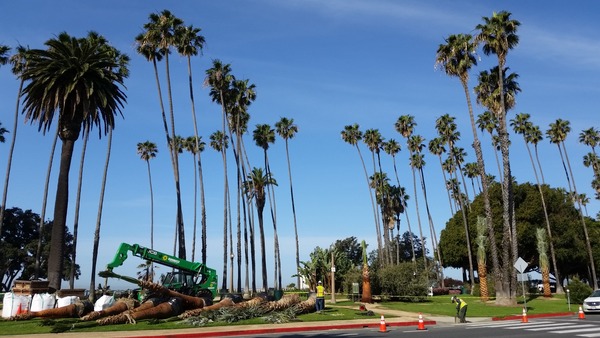 Opening Photo for Palisade Park Improvements