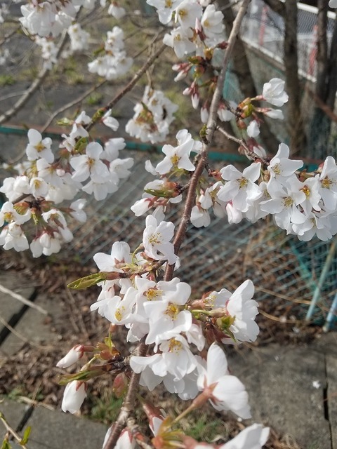 20180411_084316