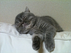 ソファの上でぐったり