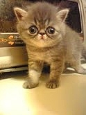 子猫のときの写真