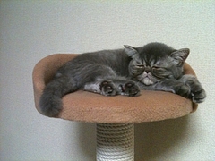 キャットタワーの上でぐっすり1