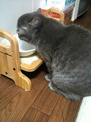 新しい食器台で水をのむめかぶ1