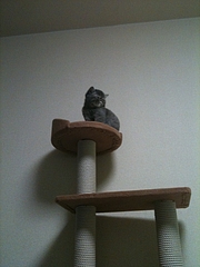 キャットタワーの上1
