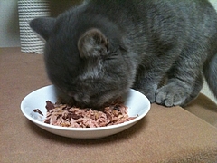 もぐもぐ食べてます