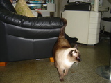 ねこ1