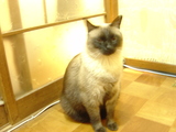 neko5