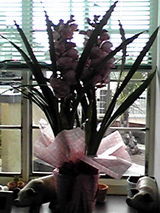 蘭の花