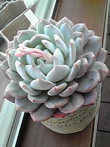 多肉植物　2