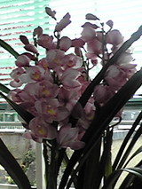 蘭