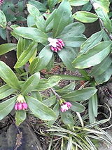 沈丁花